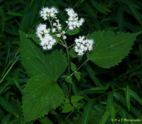{Ageratina altissima}